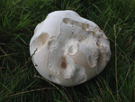 Top 10 Safest Mushrooms for Novice Foragers